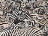 Plains Zebra, Crowd at Waterhole, Etosha National Park, Namibia, Africa Photographie par Ann & Steve Toon