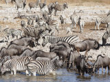 Burchell's Zebra (Equus Burchelli, at Waterhole, Etosha National Park, Namibia. Africa Photographic Print by Ann & Steve Toon