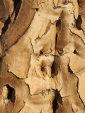 Quiver Tree Bark, Quiver Tree Forest, Keetmanshoop, Namibia, Africa Photographie par Ann & Steve Toon