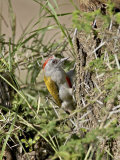 Immature Grey Woodpecker, Serengeti National Park, Tanzania Photographie par James Hager