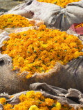 Marigolds Tied Up in Sacking Ready for Sale, Flower Market, Bari Chaupar, Jaipur, Rajasthan Photographic Print by Annie Owen
