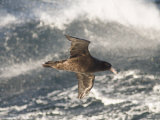 Giant Petrel, Near Falkland Islands, South Atlantic, South America Photographic Print by Robert Harding