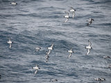 Cape Petrels Flying in the Drakes Passage, Argentina, South America Photographic Print by Robert Harding