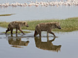 Two Spotted Hyena Walking Along the Edge of Lake Nakuru Photographic Print by James Hager
