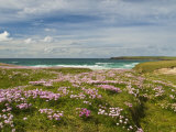 Wild Flowers and Coastline, Isle of Lewis, Outer Hebrides, Sotland, United Kingdom, Europe Fotografie-Druck von John Woodworth
