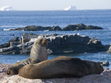Fur Seals, Gourdin Island, Antarctic Peninsula, Antarctica, Polar Regions Photographic Print by Robert Harding
