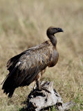 African White-Backed Vulture with a Full Crop, Masai Mara National Reserve Photographie par James Hager