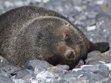 Fur Seal at Brown Bluff, Antarctic Peninsula, Antarctica, Polar Regions Photographic Print by Robert Harding
