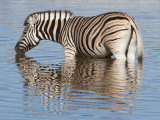 Burchell's Zebra, at Waterhole, Etosha National Park, Namibia, Africa Photographic Print by Ann & Steve Toon