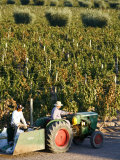 Farmer Driving a Tractor in Lujan De Cuyo, Mendoza Region, Argentina, South America Photographic Print by Yadid Levy