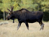 Bull Moose, Roosevelt National Forest, Colorado Photographic Print by James Hager