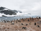 Cuverville Island, Antarctic Peninsula, Antarctica, Polar Regions Photographic Print by Robert Harding