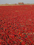 Red Chillies Laid Out to Dry in the Sun and Lorries Waiting to Be Loaded, Tonk District Photographie par Annie Owen