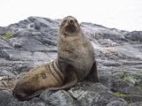Fur Seal, Yalour Island, Antarctic Peninsula, Antarctica, Polar Regions Photographic Print by Robert Harding