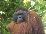 Semi-Wild Orang Utan, Kuching Photographic Print by Annie Owen