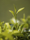 High Quality Tea Leaves, Happy Valley Tea Estate, Darjeeling Lámina fotográfica por Jane Sweeney High Quality Tea Leaves, Happy Valley Tea Estate, Darjeeling Lámina fotográfica por Jane Sweeney