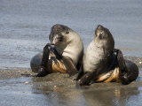 Fur Seals, Moltke Harbour, Royal Bay, South Georgia, South Atlantic Photographic Print by Robert Harding