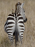 Red-Billed Oxpecker on a Grants Zebra Photographie par James Hager