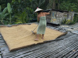 Iban Tribeswoman Raking Through Drying Rice Crop on Sacking Laid on Bamboo Longhouse Verandah Photographie par Annie Owen
