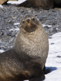 Fur Seals at Brown Bluff, Antarctic Peninsula, Antarctica, Polar Regions Photographic Print by Robert Harding