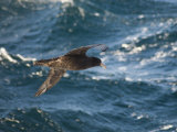 Giant Petrel Near Falkland Islands, South America Photographie par Robert Harding
