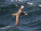 Giant Petrel Near Falkland Islands, South America Photographic Print by Robert Harding