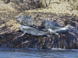 Grey Seals, Isles of Scilly, Cornwall, United Kingdom, Europe Photographic Print by Robert Harding
