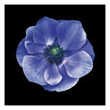 Anemone Giclée-tryk af JoSon Anemone Giclée-tryk af JoSon