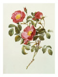 Rosa Gallica Pumila, from Les Roses, 1817-24 Giclee Print