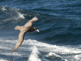Giant Petrel, Near Falkland Islands, South Atlantic, South America Photographic Print by Robert Harding