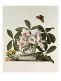 Helleborus Niger or Christmas Rose, Watercolour, 18th century Giclee Print by Georg Dionysius Ehret