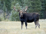 Bull Moose, Roosevelt National Forest, Colorado Photographic Print by James Hager