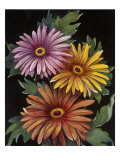 Midnight Bloom III Reproduction procédé giclée par Susan Jeschke