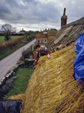 Thatching a Cottage at Stoke St. Gregory, Somerset, England, United Kingdom, Europe Fotografisk trykk av Nigel Blythe Thatching a Cottage at Stoke St. Gregory, Somerset, England, United Kingdom, Europe Fotografisk trykk av Nigel Blythe
