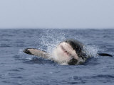 Great White Shark, Breaching, Seal Island, False Bay, Cape Town Fotografie-Druck von Ann & Steve Toon