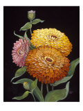 Midnight Bloom II Giclee Print by Susan Jeschke