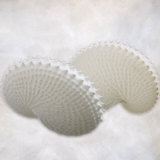 Still Life of Two Shells Photographic Print by Joyce Tenneson