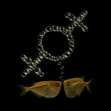Two Tetra Fish Bubble Blow Two Connected Female Symbols Photographic Print by Images Monsoon