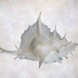 Still Life of a Shell Photographic Print by Joyce Tenneson