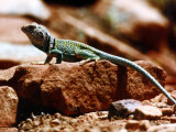 Close-Up of Greenish-Colored Lizard, Sedona, Arizona, USA Photographic Print by Images Monsoon
