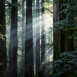 Sunbeams Coming Through Trees in a Redwood Forest Photographie par Images Monsoon
