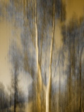 Composited Image of Trees Photographie par Diane Miller