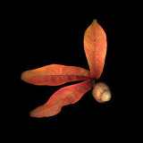 Peach Leaves and Acorn Photographic Print by Images Monsoon
