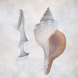 Still Life of Two Shells Photographic Print by Joyce Tenneson