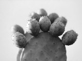 Cactus Plant Resembling a Foot Lámina fotográfica por Images Monsoon
