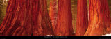 Californian Redwood Trees Posters by John Lawrence