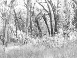 Oak Trees, Santa Rosa, California Photographic Print by Images Monsoon