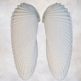 Still Life of Two Shells Photographic Print by Joyce Tenneson