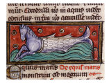 Merhorse, from 13th century Manuscript De Natura Rerum (Things of Nature) by Saint Albertus Magnus Giclee Print