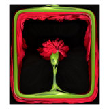 Red Carnation as in a Stage Lámina giclée por Images Monsoon
